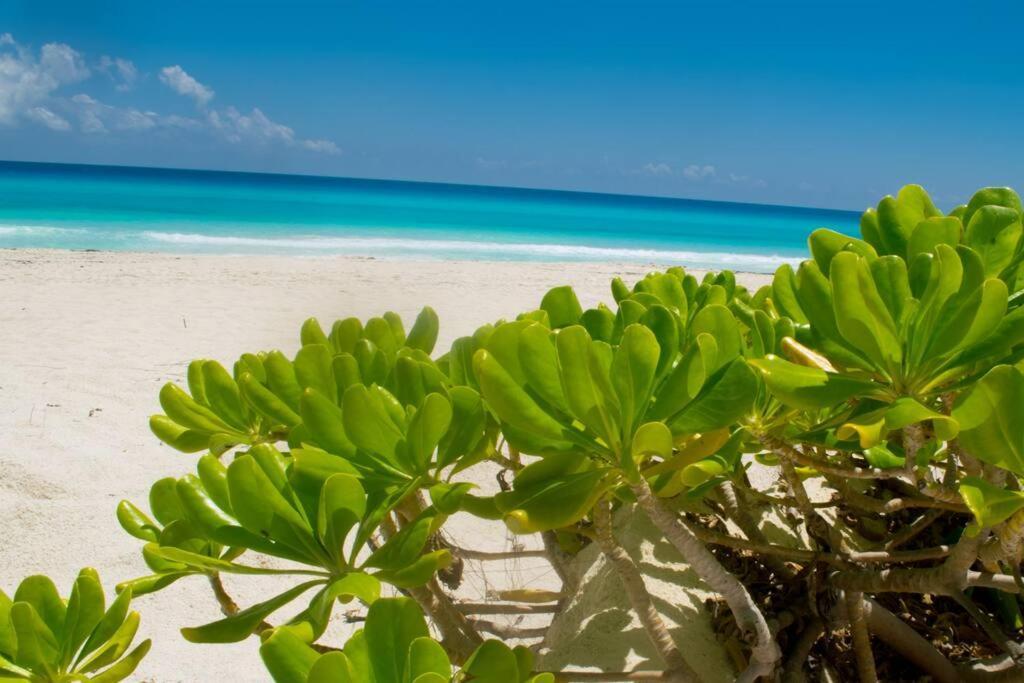 Ocean Front Villa Marlin, Best Location In Hotel Zone #109 Cancun Dış mekan fotoğraf